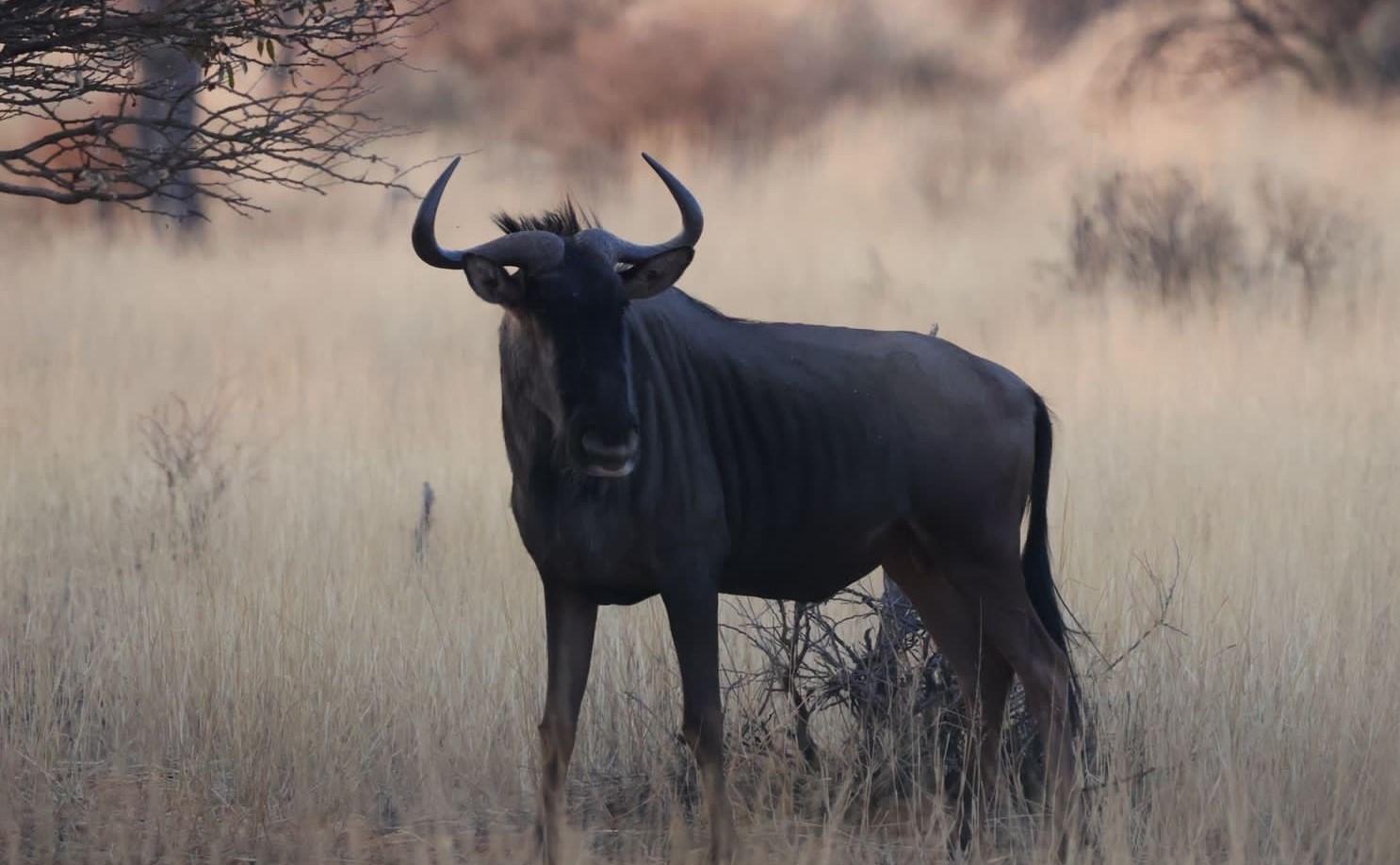 Leopard Hunting in Namibia & Brown Hyena Cancelation Hunt