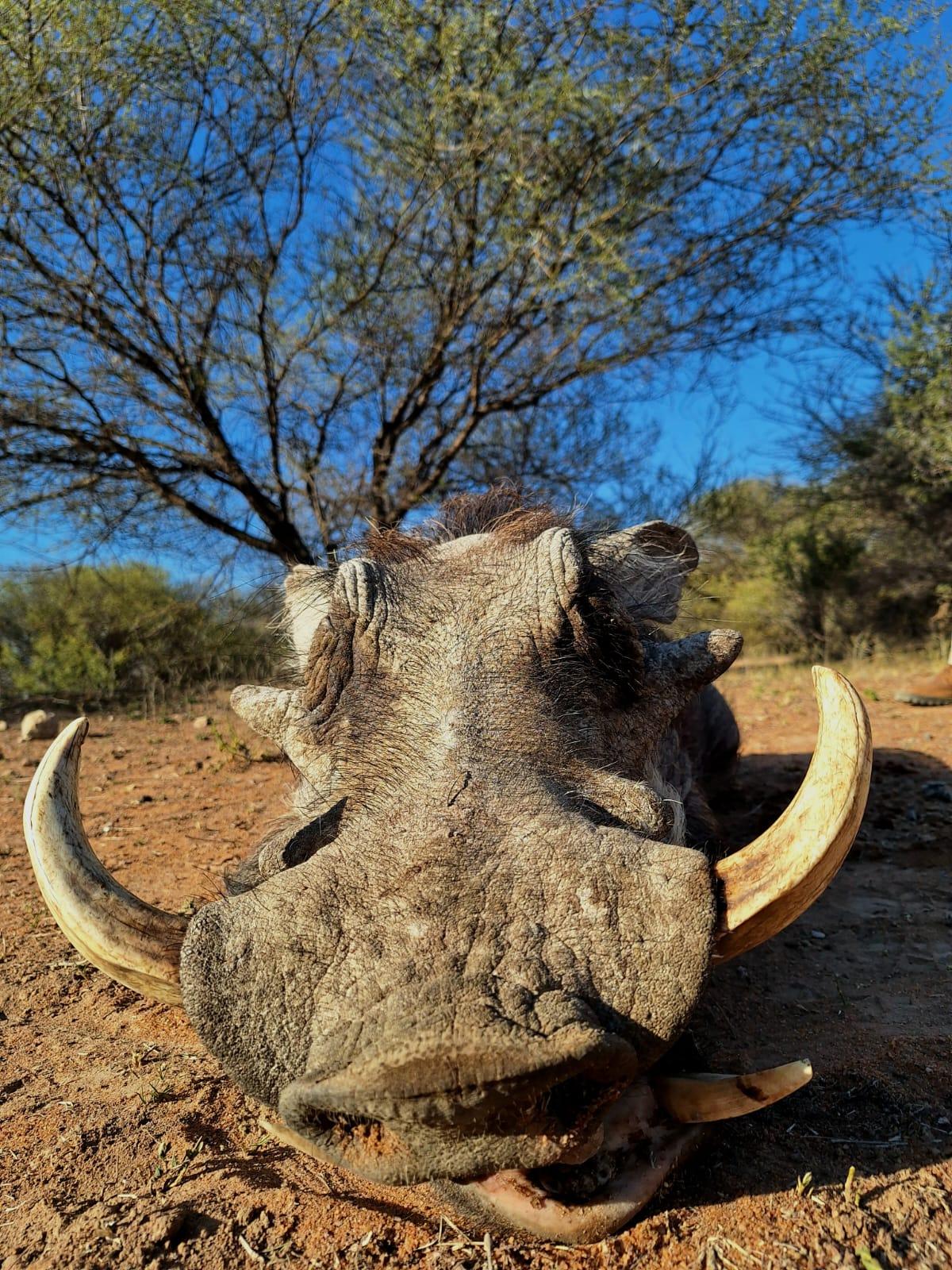 Leopard Hunting in Namibia & Brown Hyena Cancelation Hunt