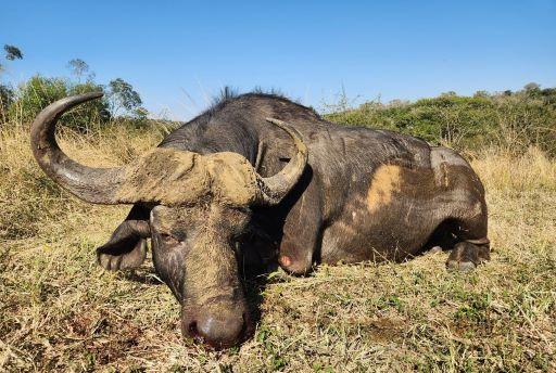 Leopard Hunting in Namibia & Brown Hyena Cancelation Hunt