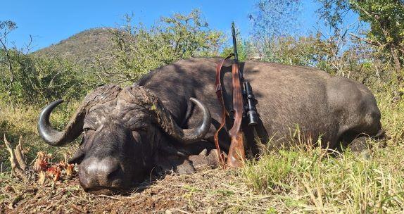Cape Buffalo Hunting in South Africa KwaZulu-Natal