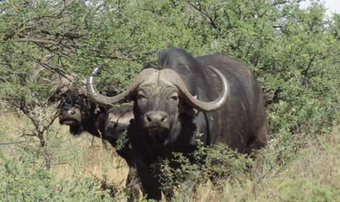 Leopard Hunting in Namibia & Brown Hyena Cancelation Hunt