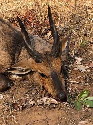 Leopard Hunting in Namibia & Brown Hyena Cancelation Hunt