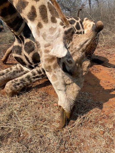 Leopard Hunting in Namibia & Brown Hyena Cancelation Hunt