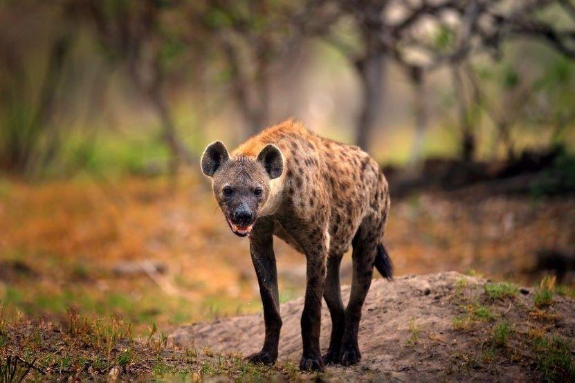 Hyena Hunting & African Critters in Limpopo, South Africa   