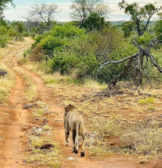 Leopard Hunting in Namibia & Brown Hyena Cancelation Hunt