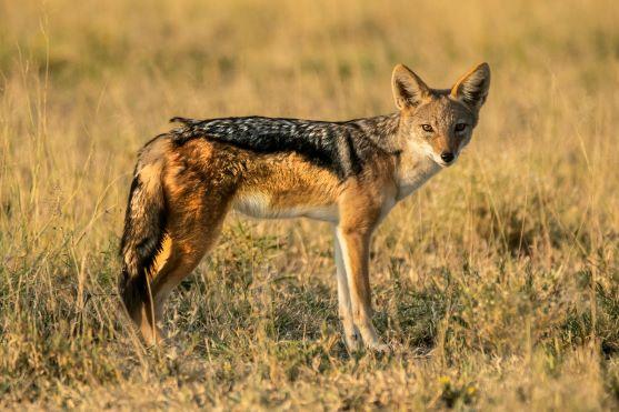 Leopard Hunting in Namibia & Brown Hyena Cancelation Hunt