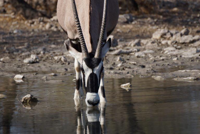 Plains Game Hunting in Africa Botswana 2 x Hunters 7 Days