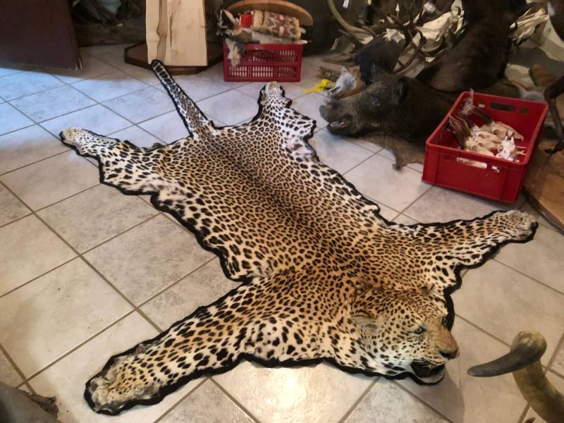 Leopard Hunting in Namibia & Brown Hyena Cancelation Hunt