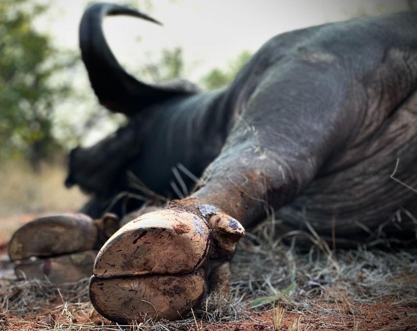 Cape Buffalo Bull and Cow Hunt in Limpopo, South Africa
