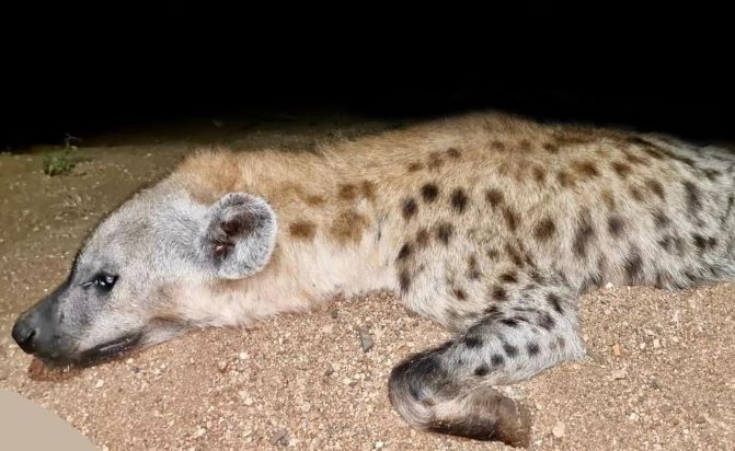 Leopard Hunting in Namibia & Brown Hyena Cancelation Hunt