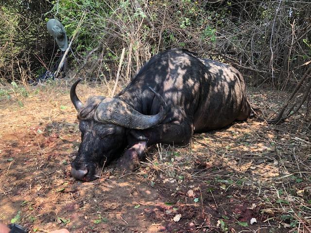 Leopard Hunting in Namibia & Brown Hyena Cancelation Hunt