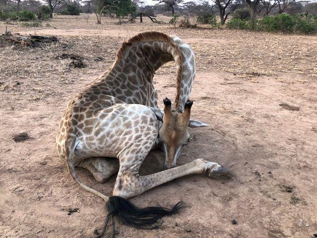 Leopard Hunting in Namibia & Brown Hyena Cancelation Hunt
