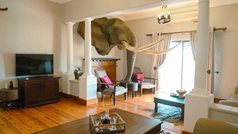 Leopard Hunting in Namibia & Brown Hyena Cancelation Hunt