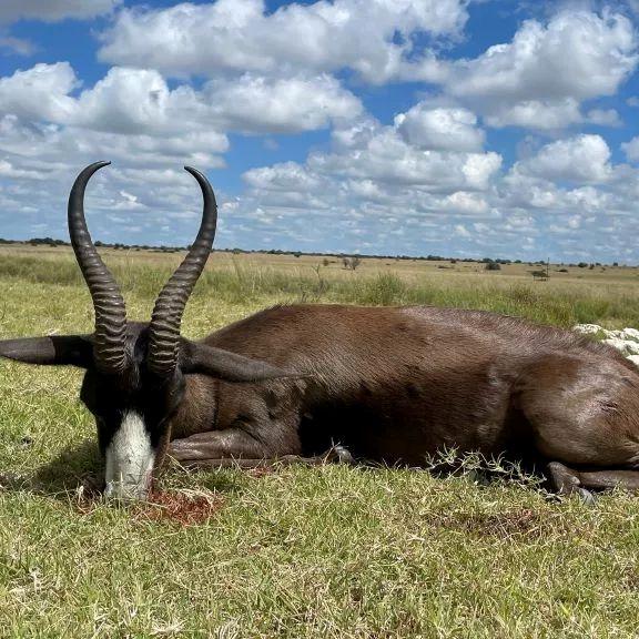 Plains Game Hunting in South Africa Springbuck Grand Slam