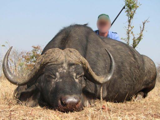 Buffalo hunting in Zimbabwe, Two Trophy Bulls in the Low-veld