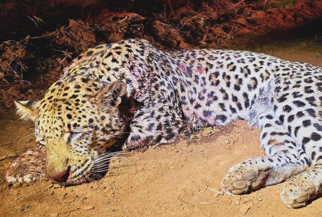 Leopard Hunting with Hounds in the forests of Mozambique