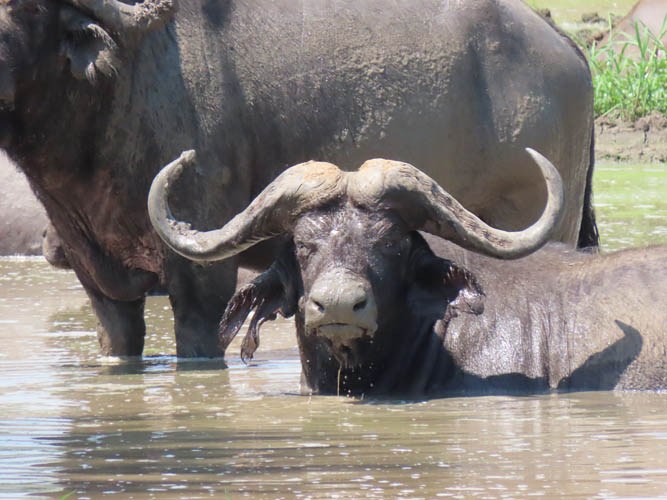 Leopard Hunting in Namibia & Brown Hyena Cancelation Hunt