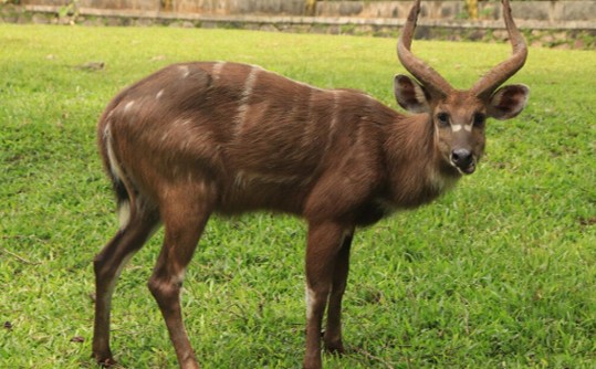 East African Sitatunga & Plains Game Hunting in Uganda