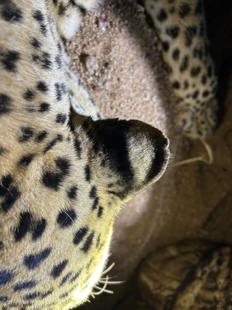 Leopard Hunting in Namibia & Brown Hyena Cancelation Hunt