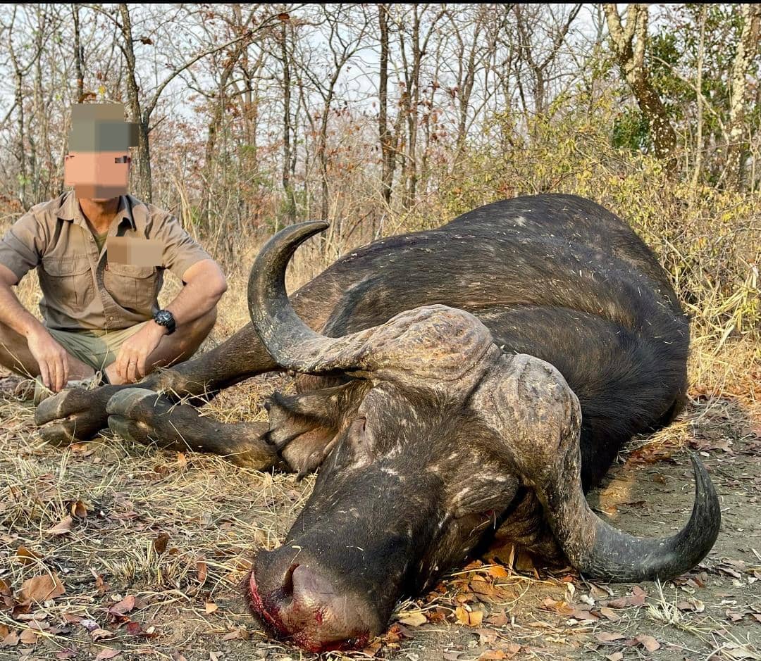 Cape Buffalo Hunting in Zimbabwe, Hammond in Save Valley