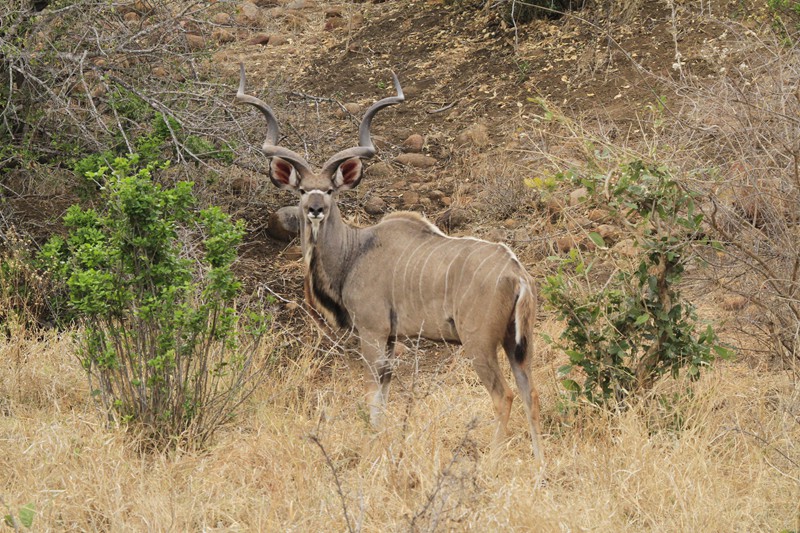 Leopard Hunting in Namibia & Brown Hyena Cancelation Hunt