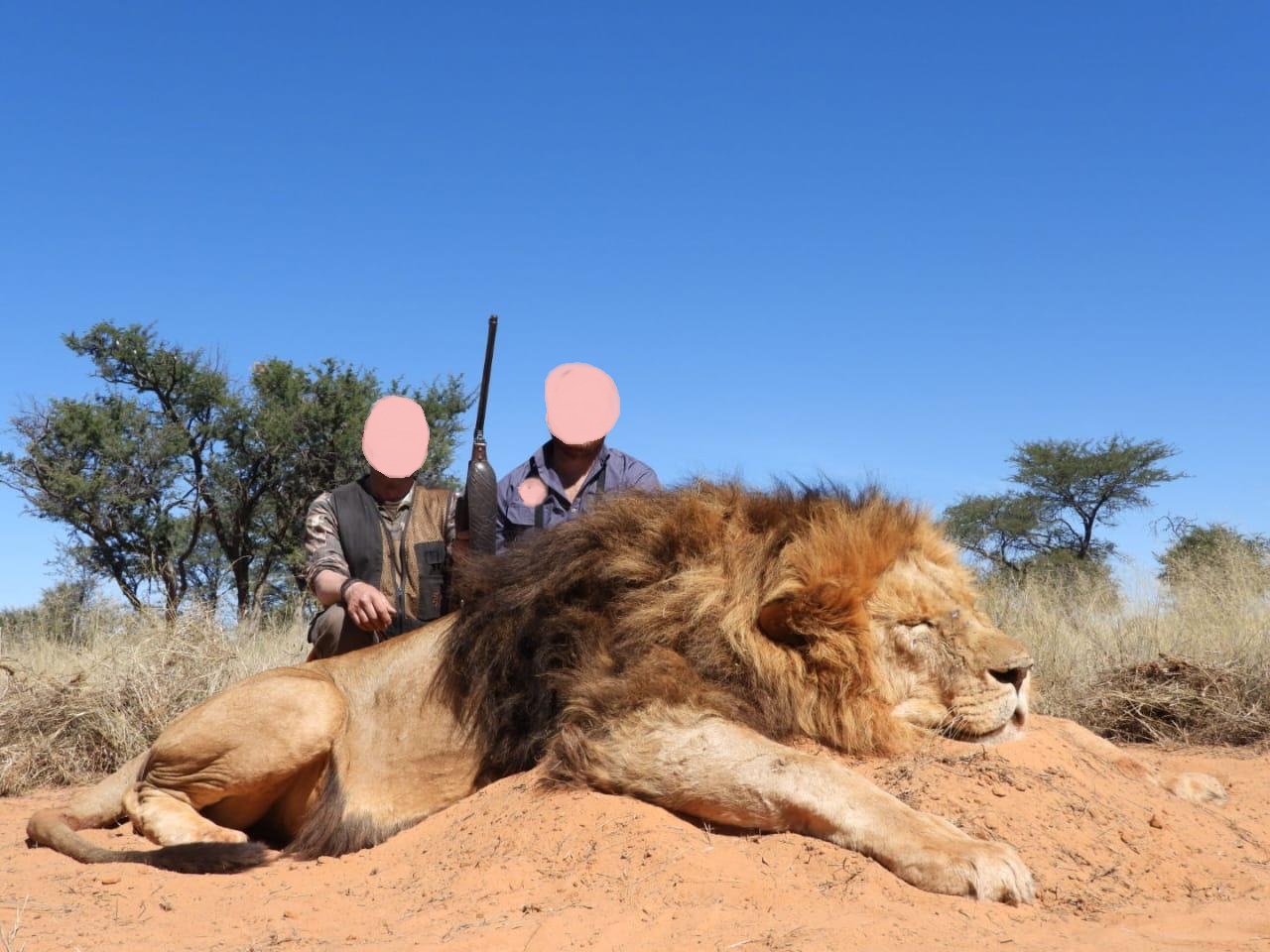 Hunt Lion, Leopard and Cape Buffalo in Zimbabwe, Save Valley