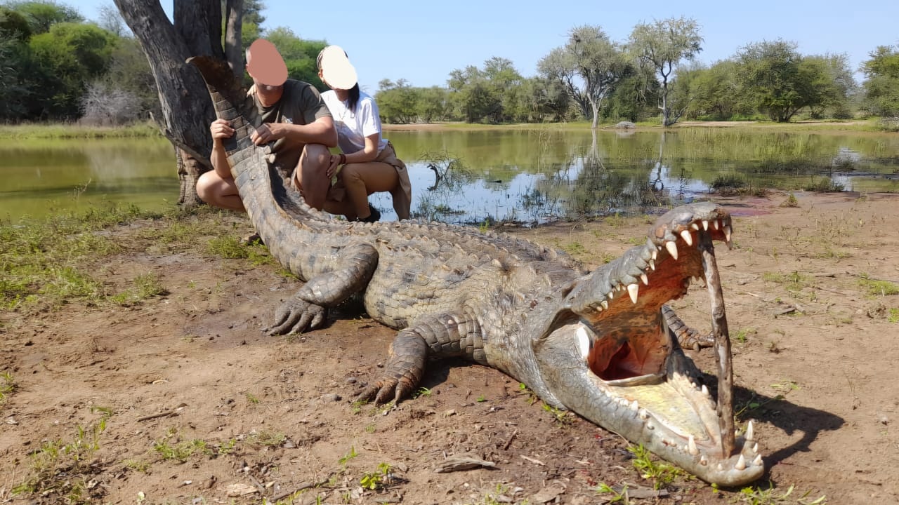 Nile Crocodile Hunting in Limpopo, South Africa	 