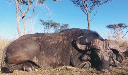 Leopard Hunting in Namibia & Brown Hyena Cancelation Hunt