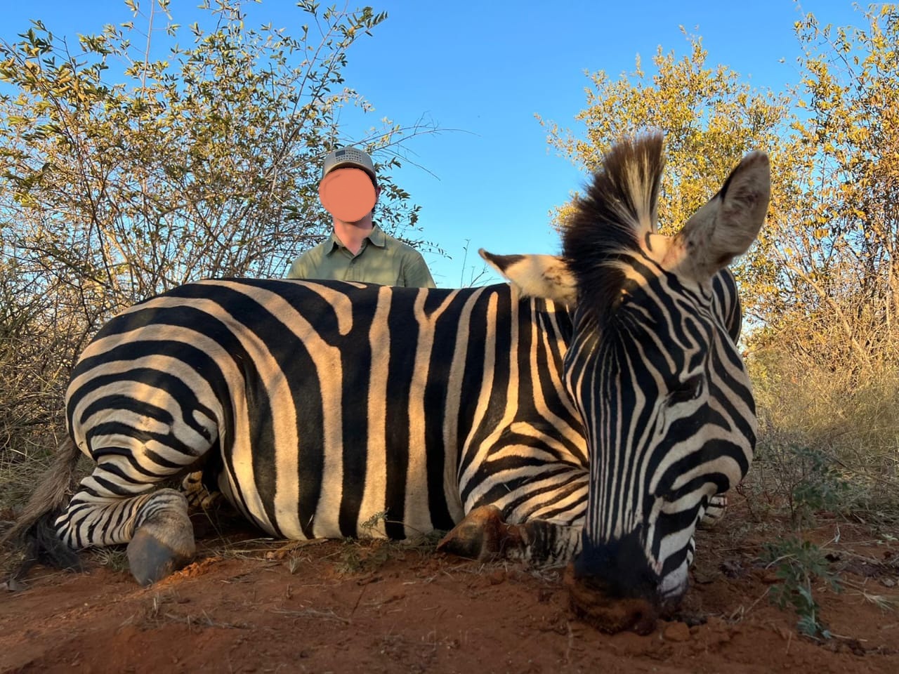 African Plains Game in Limpopo: Zebra, Impala & 4 Species 