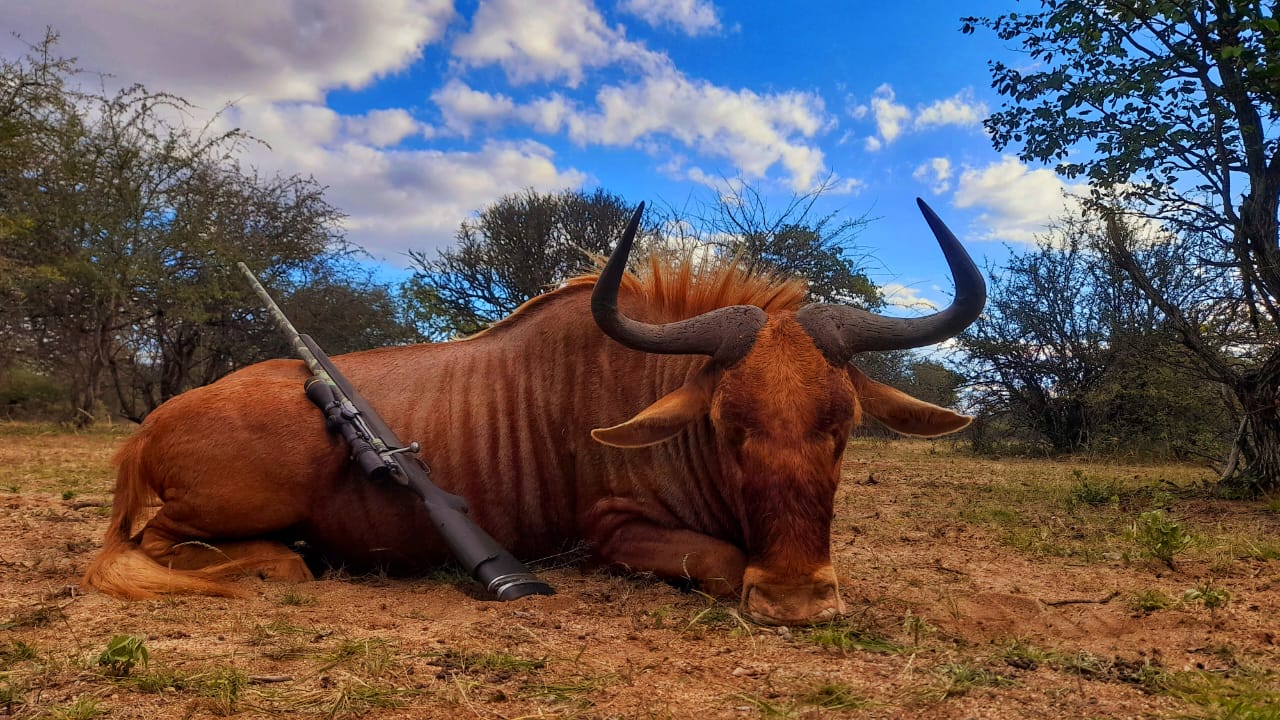 Wildebeest Hunting in South Africa: Complete the Wildebeest Slam! 