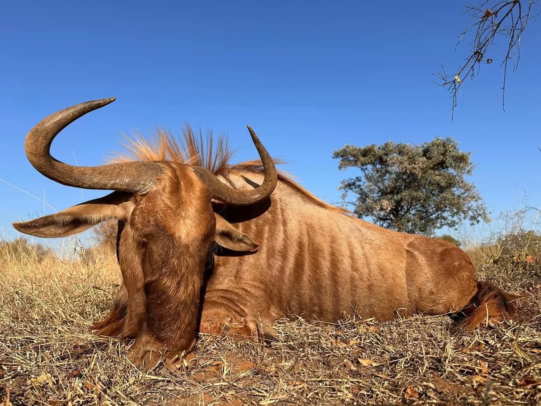 Leopard Hunting in Namibia & Brown Hyena Cancelation Hunt
