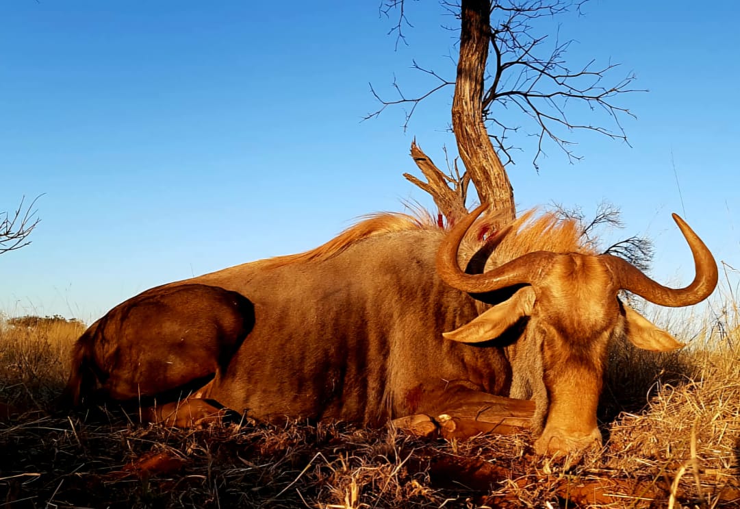 Leopard Hunting in Namibia & Brown Hyena Cancelation Hunt