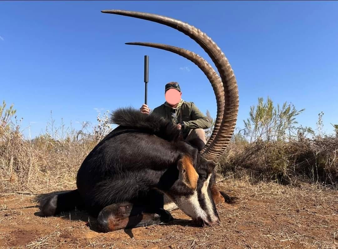 Sable Hunting Safari Special in Limpopo, South Africa