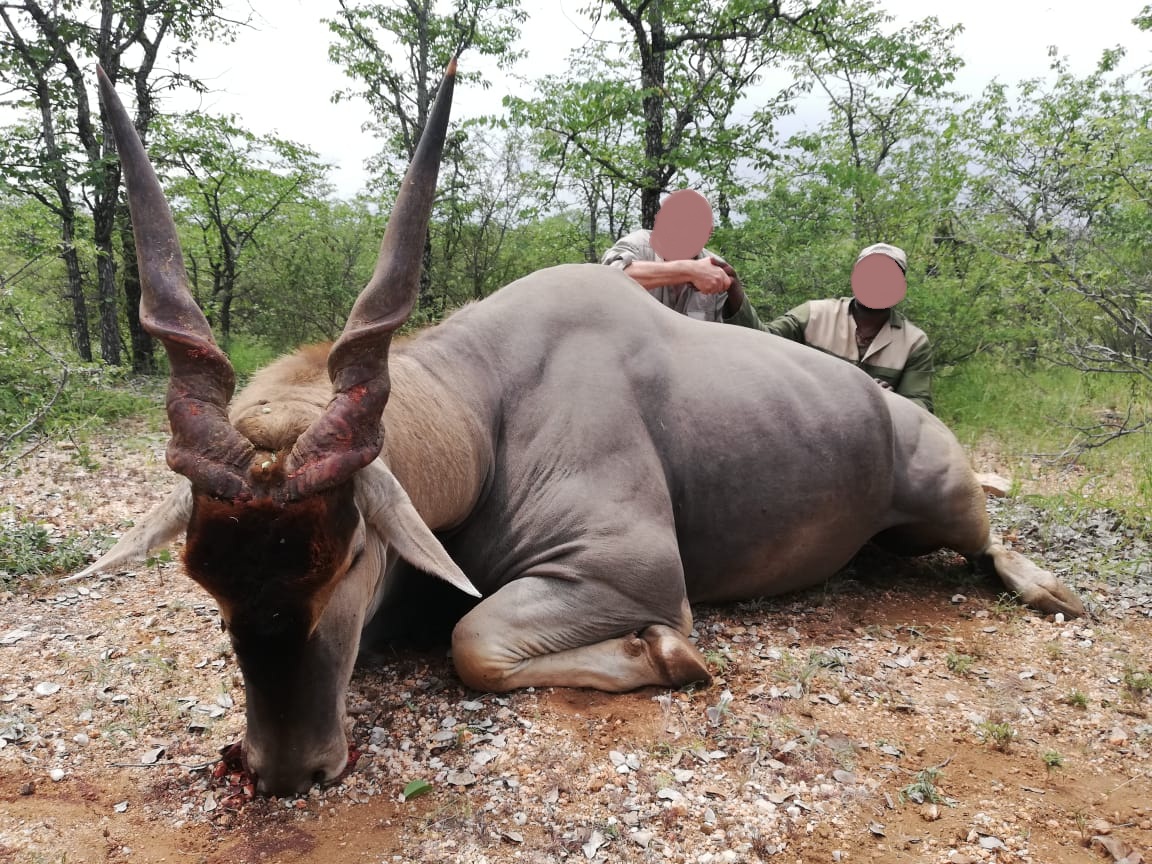 Hunt 11 Trophies on African Plains Game Safari in Limpopo 2x1 
