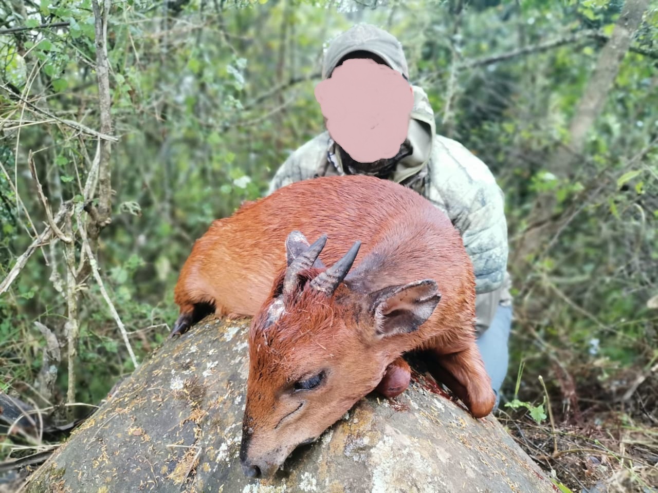 Limpopo African Hunt: Steenbok, Duiker & 3 More Tiny Trophies