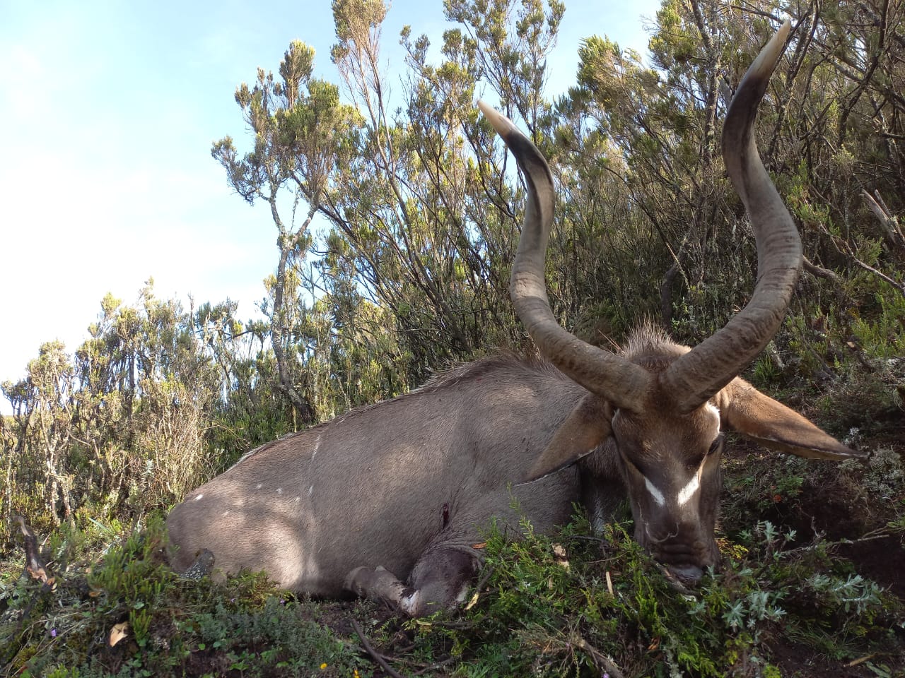 Leopard Hunting in Namibia & Brown Hyena Cancelation Hunt