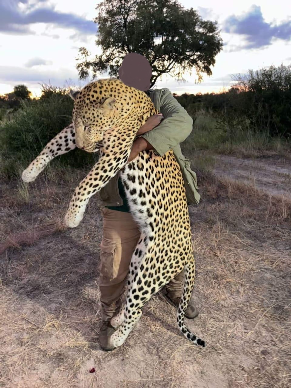 Leopard Hunting in Namibia & Brown Hyena Cancelation Hunt