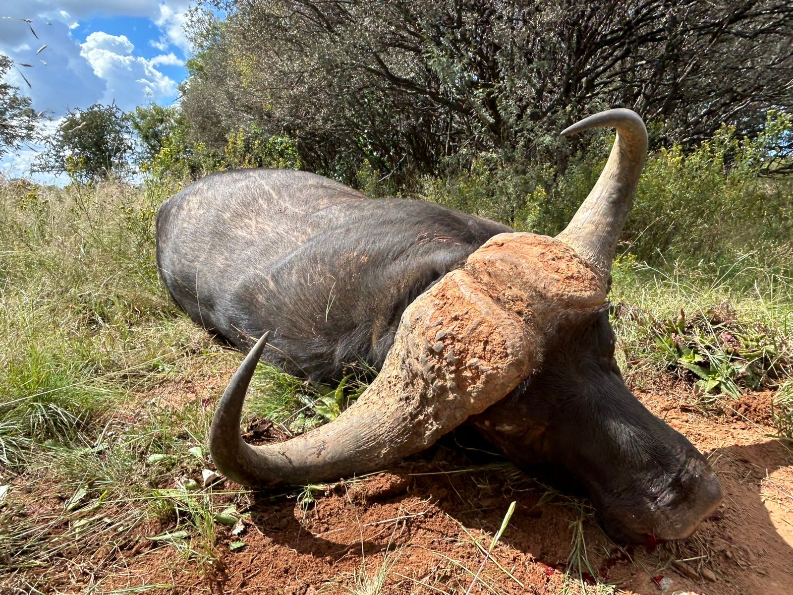 Leopard Hunting in Namibia & Brown Hyena Cancelation Hunt