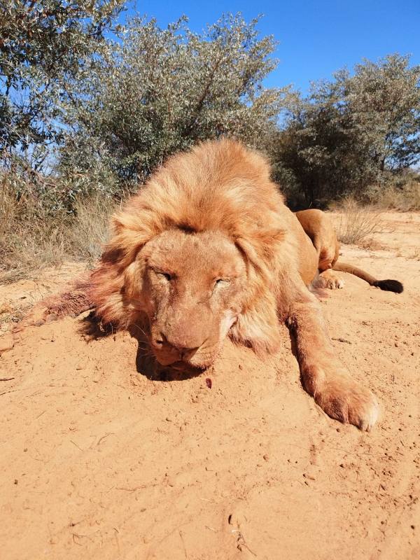 Leopard Hunting in Namibia & Brown Hyena Cancelation Hunt