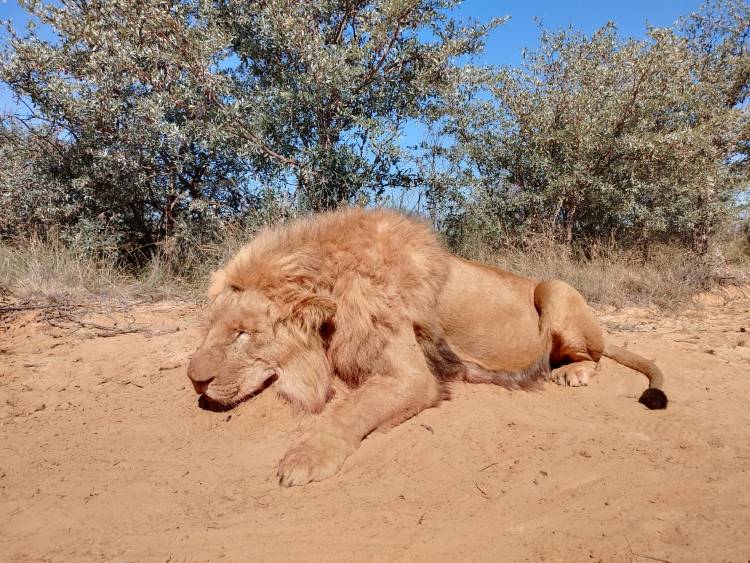 Lion Hunting Safari in North West Province, South Africa