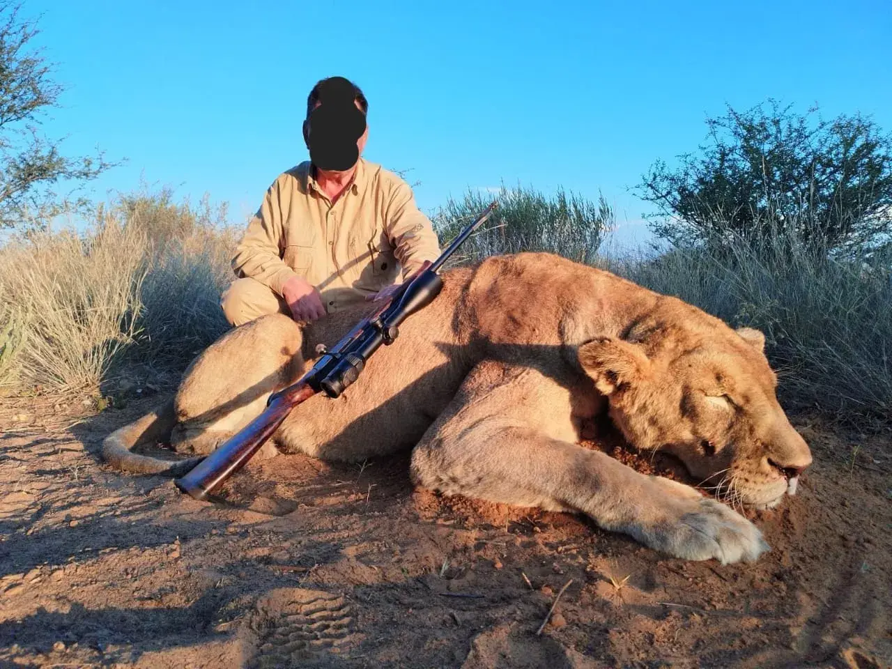 Lioness Hunting in South Africa: Fierce, Fast, & Ferocious