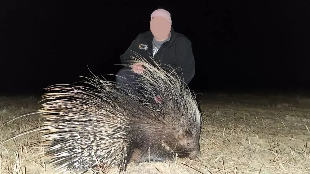 Hunting Adventures with Honey Badger & 4 Species in Limpopo