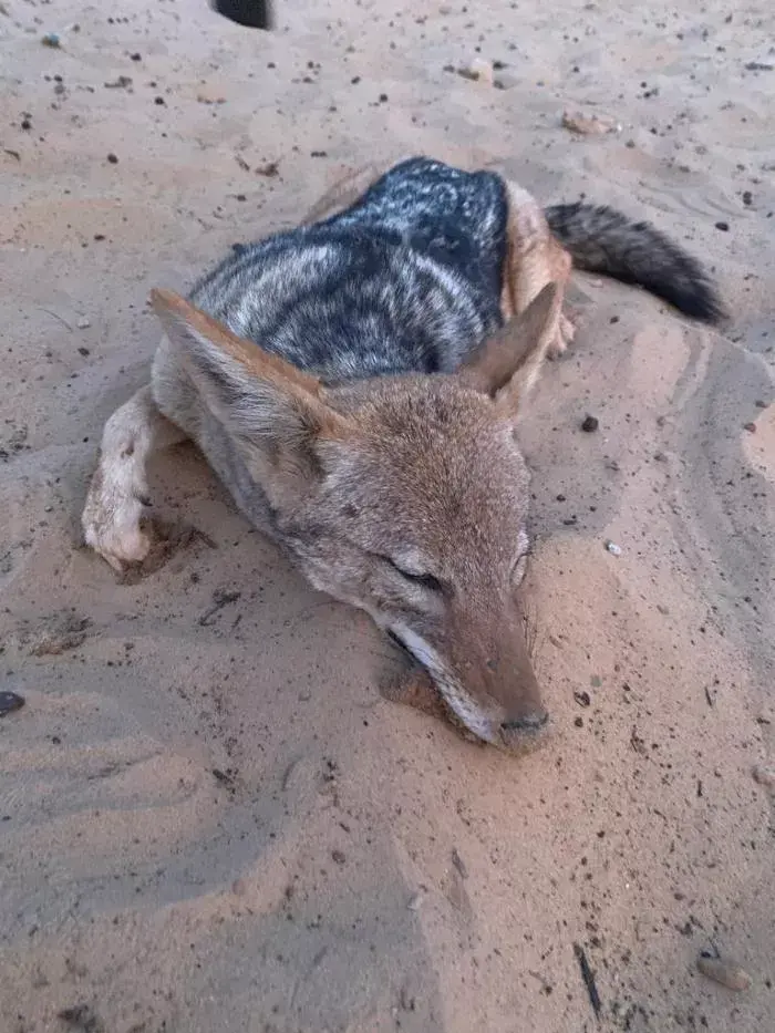 Leopard Hunting in Namibia & Brown Hyena Cancelation Hunt