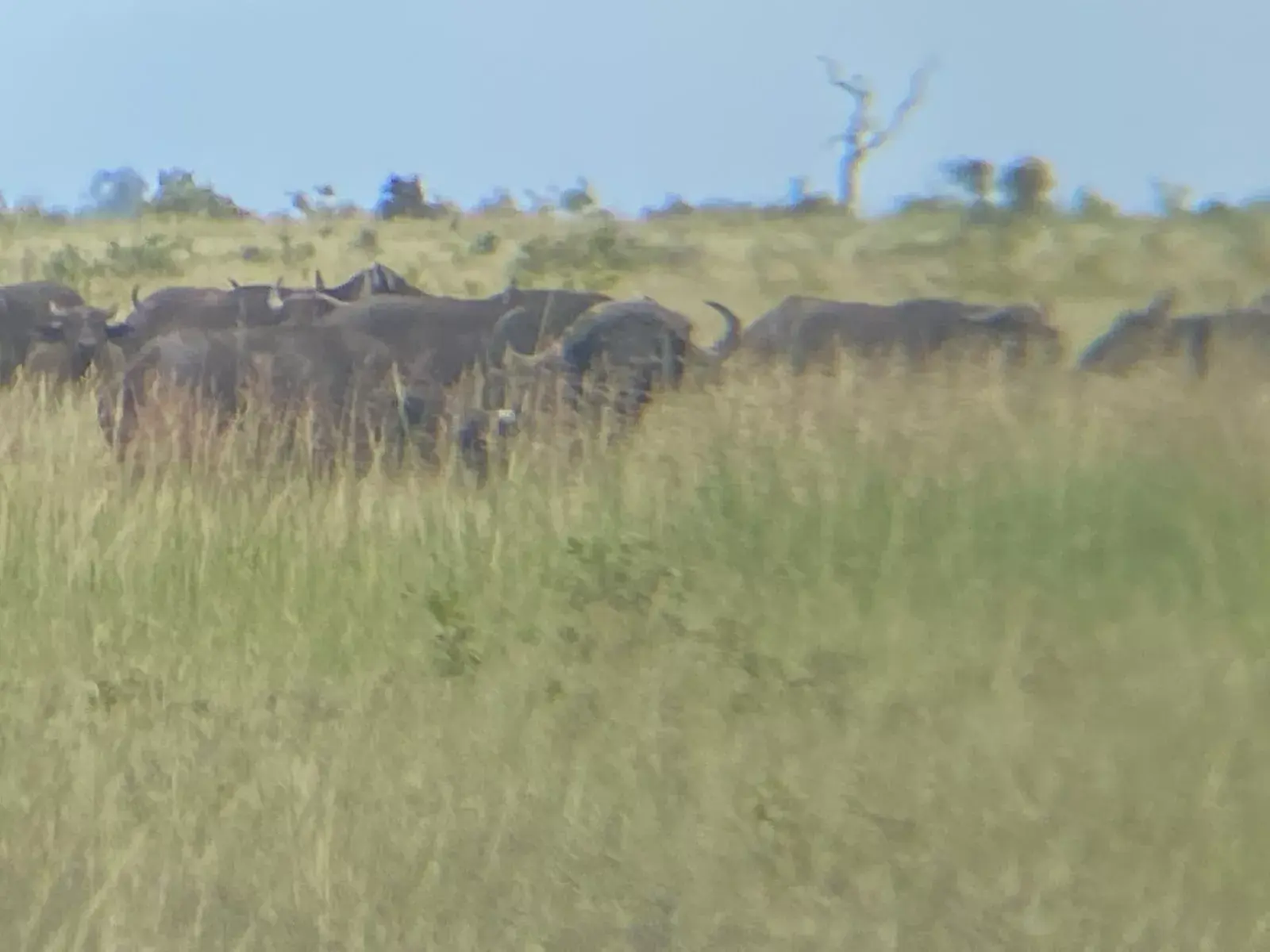 Leopard Hunting in Namibia & Brown Hyena Cancelation Hunt