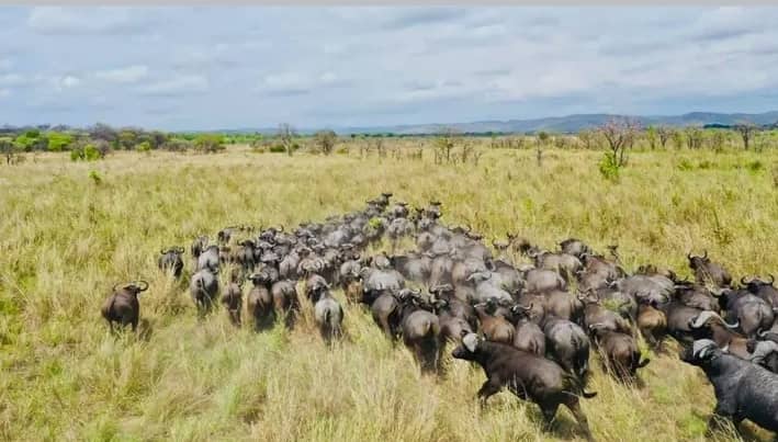 Leopard Hunting in Namibia & Brown Hyena Cancelation Hunt