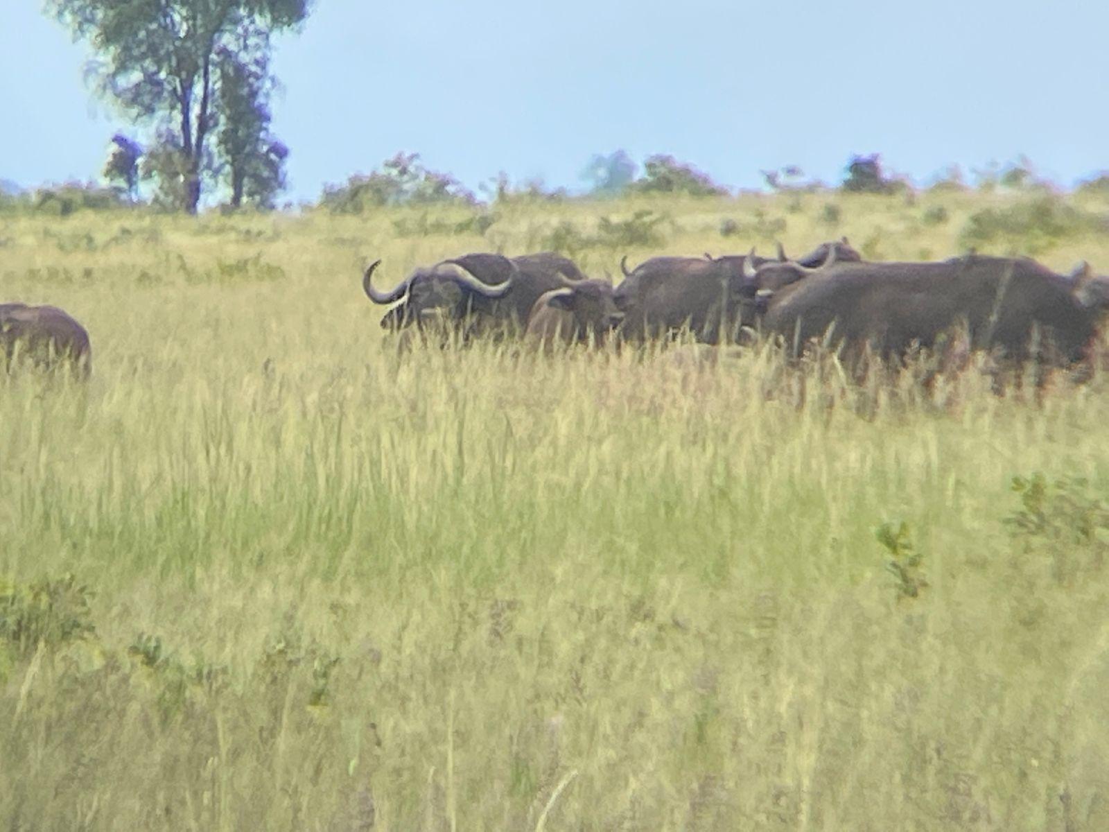 Leopard Hunting in Namibia & Brown Hyena Cancelation Hunt