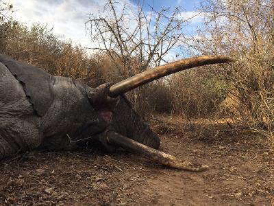 Dangerous Game Hunting in the Selous: Elephant, Leopard & Lion