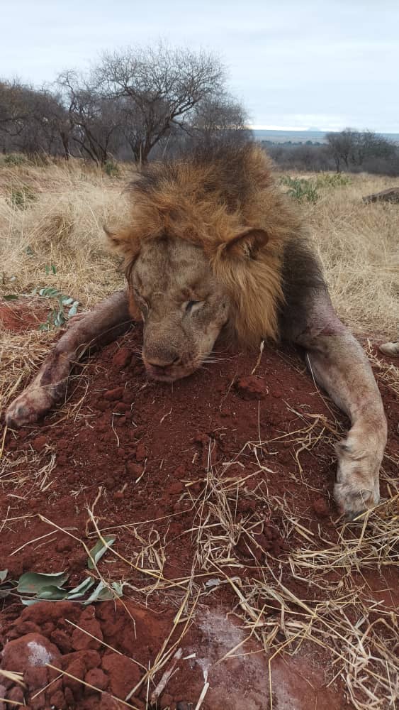 Leopard Hunting in Namibia & Brown Hyena Cancelation Hunt