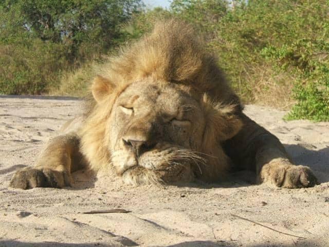 Tanzania Hunting Safari With Leopard & Lion in the Selous