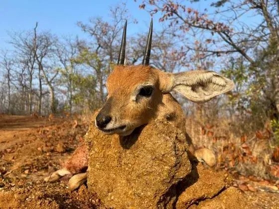 Leopard Hunting in Namibia & Brown Hyena Cancelation Hunt